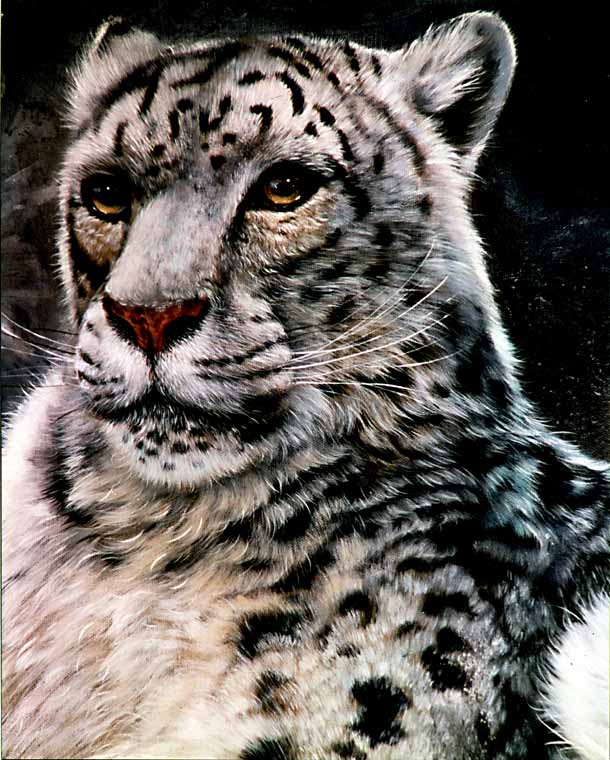 Snow Leopard